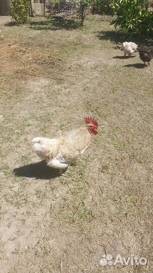 Молодые петухи обычные доминант