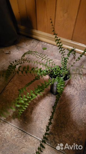 Папоротник нефролепис