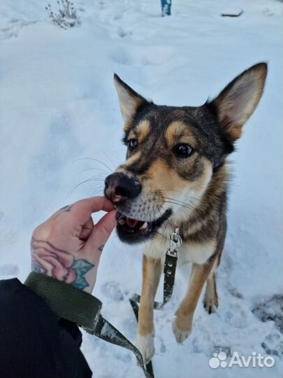 Собака в добрые руки