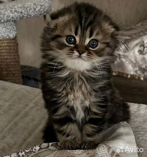 Шотландский кот вязка