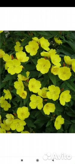 Многолетние цветы