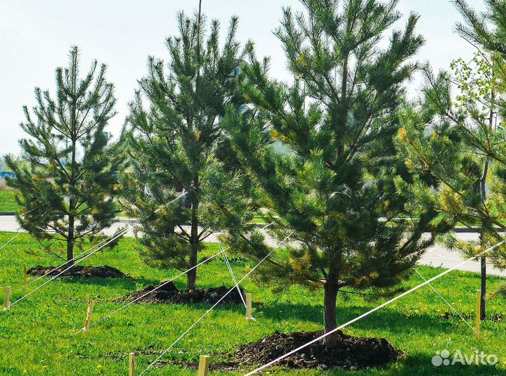 Сосна обыкновенная