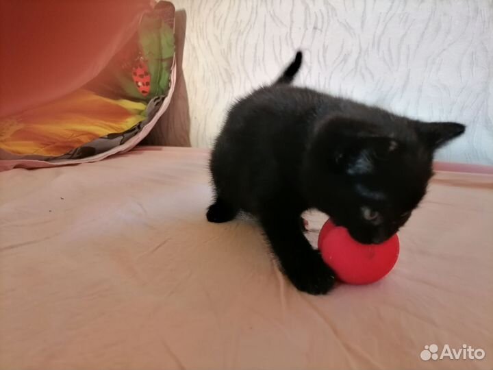 Продам вислоухого и остоухого котёнка