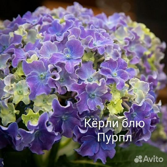 Гортензии, укоренённые черенки. Отправка почтой