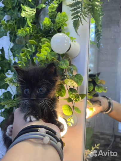 Кошечки- ищут дом