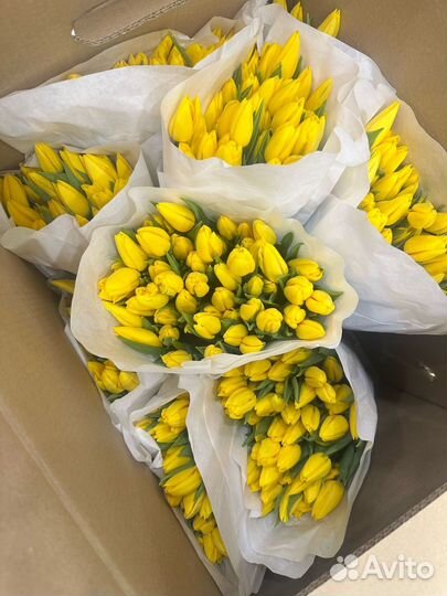 Продам тюльпаны