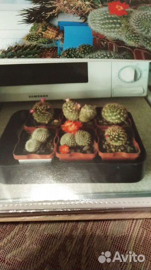 Кактус