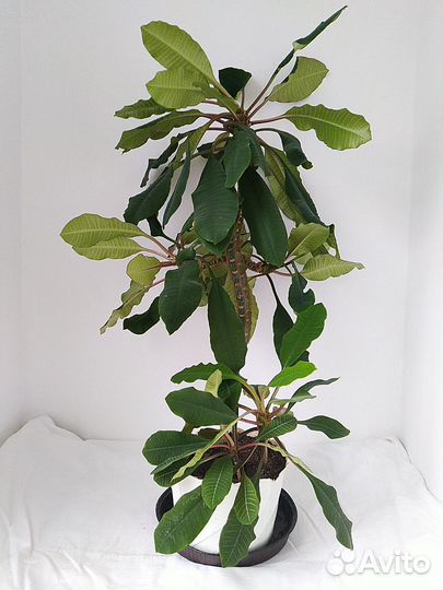 Молочай беложилковый 80 см