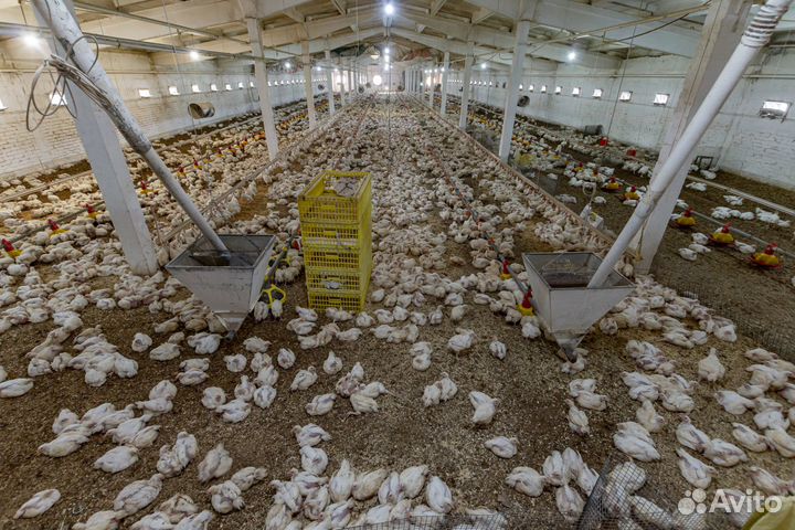 Продам Птицефабрику