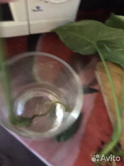 Сингониум серый призрак