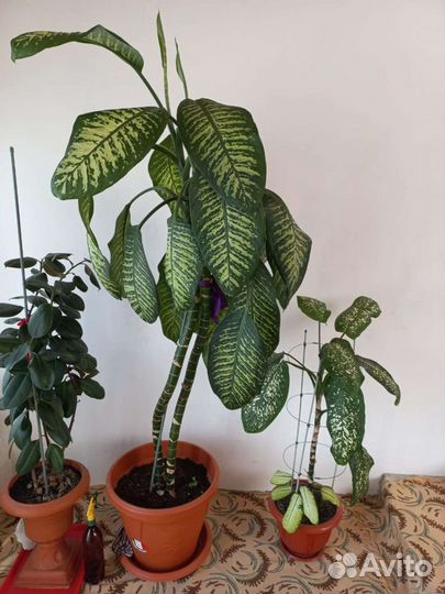 Диффенбахия