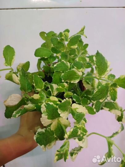 Мята душистая Вариегата