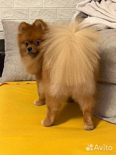 Выгул и передержка собак