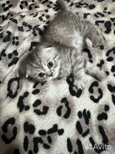 Продам шотландских веслоухих котят
