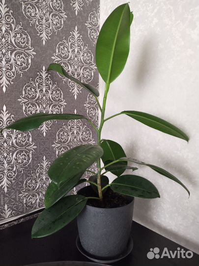 Фикус каучуконосный эластика