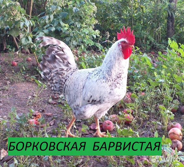 Цыплята от породистых кур. Гусята