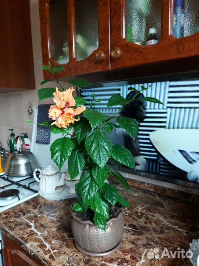 Сортовые гибискусы