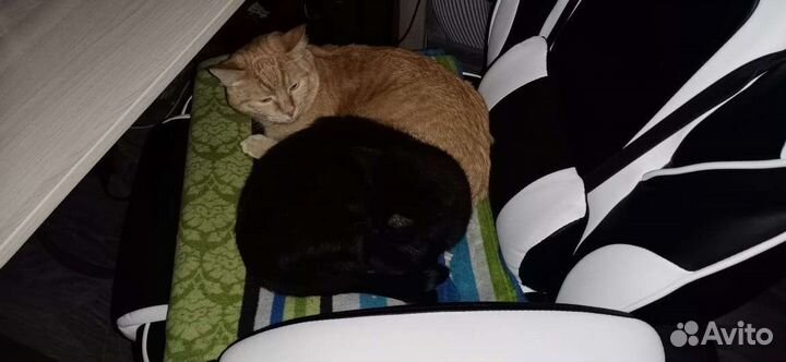 Передержка животных