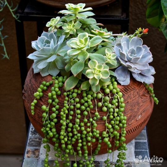 Крестовник роули