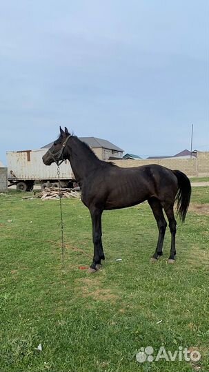 Лошадь жеребец