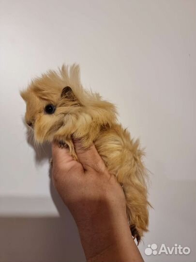 Морские свинки