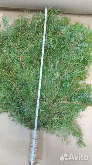 Веники пихтовые,можжевеловые