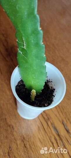 Красавица ночи (эпифиллум) цикломеннового цвета