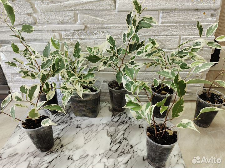 Филодендрон сильвер Квин, Марбл Квин