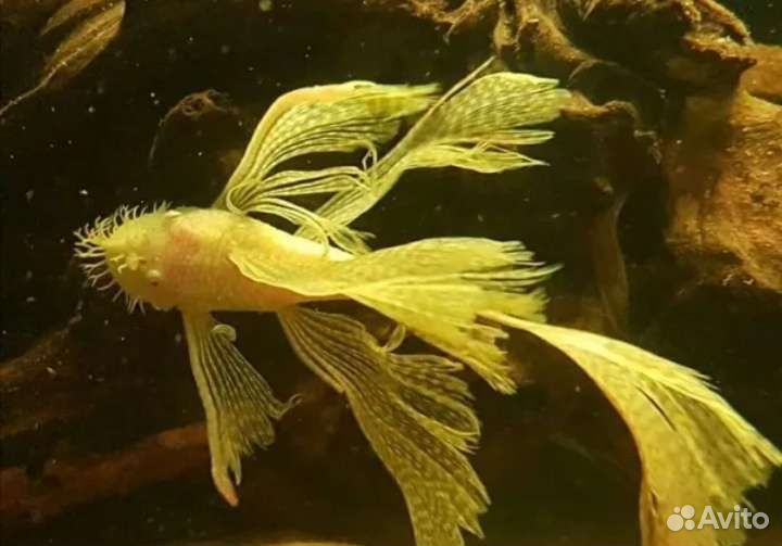 Анциструс золотой простой и вуалевый