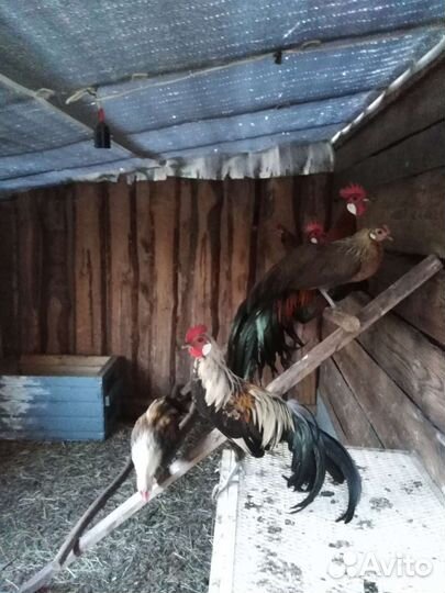 Куры феникс