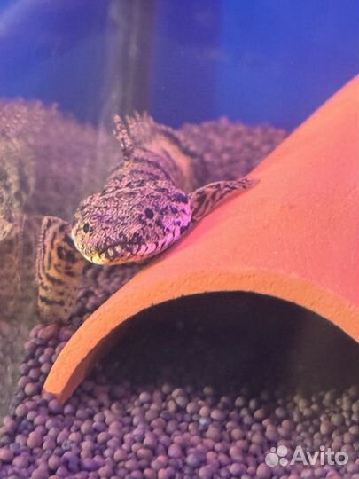 Аквариумные рыбки сомики полиптерус эндлихера