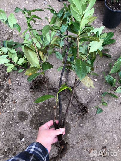 Живая изгородь