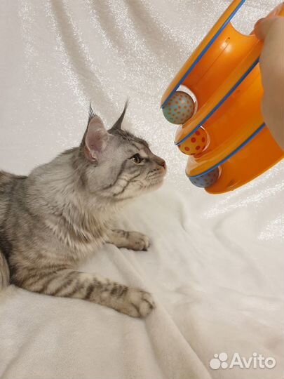 Игрушка для кошек пирамидка с шариками