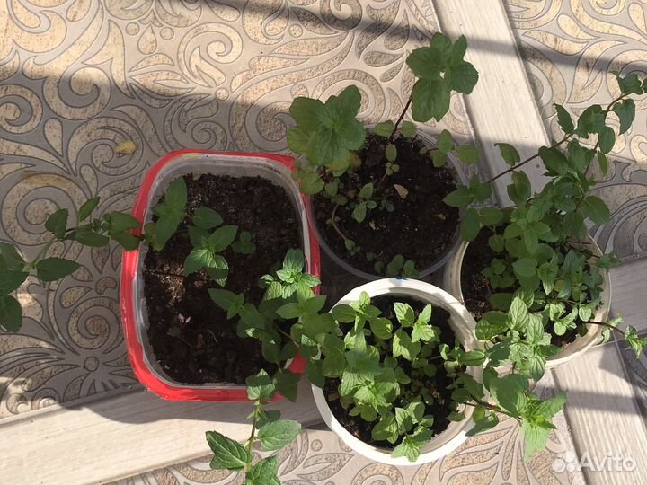 Мята несколько сортов,мелисса,тимьян (чабрец)