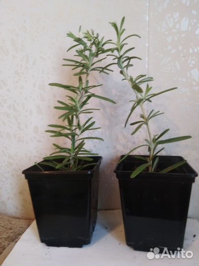 Продам кустики розмарина