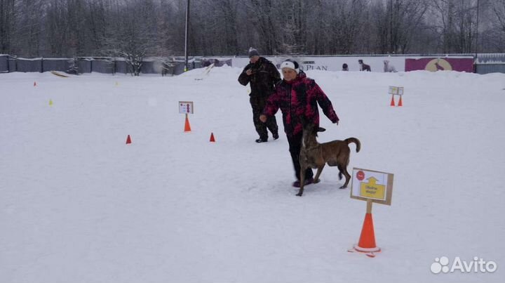 Услуги кинолога