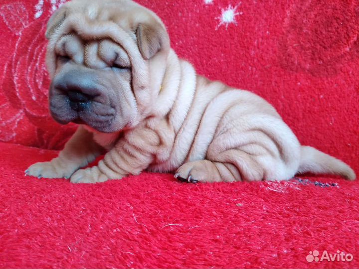 Девочки красавицы