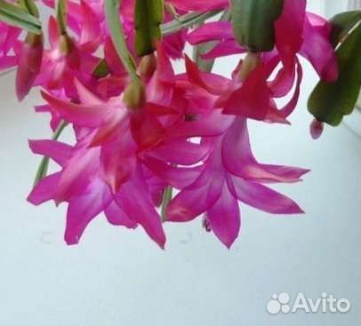 Декабрист розовый