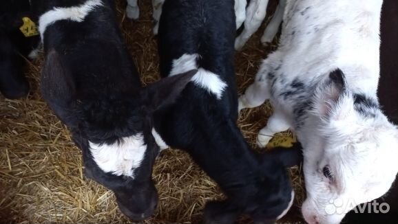 Отборные телята бычки быстрая доставка