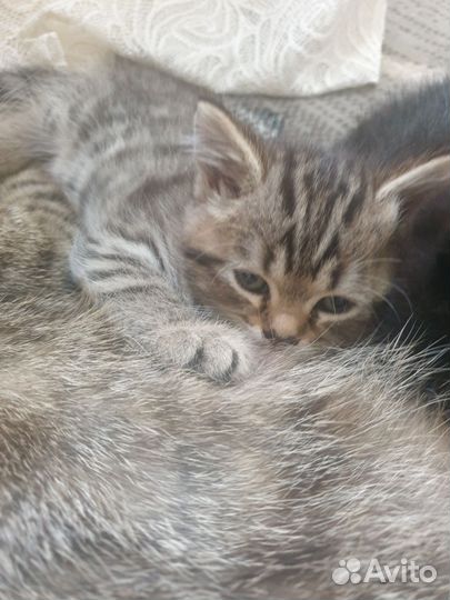 Котенок британец, девочка