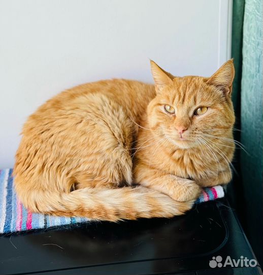Котик в добрые руки