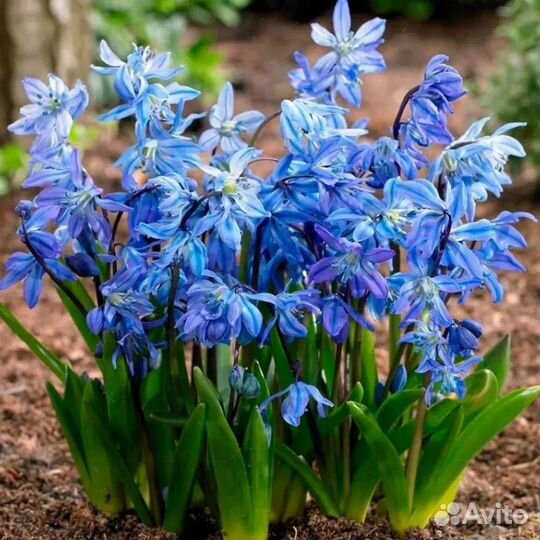 Пролеска, перелеска, сицилла