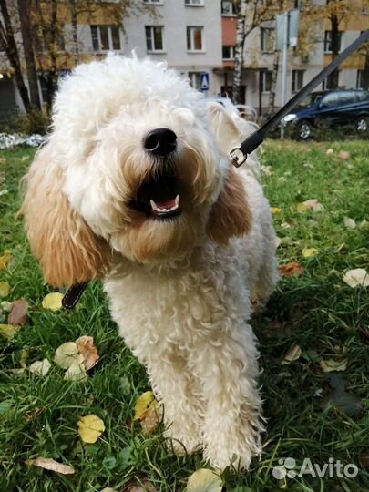 Передержка собак/кошек, выгул, зооняня