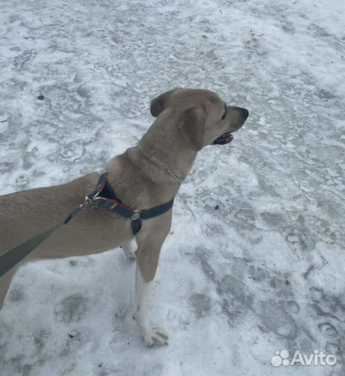 Собаки бесплатно