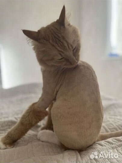 Стрижка/Груминг/Вычес кошек и собак