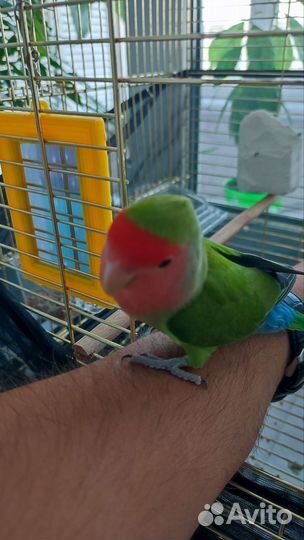 Попугай Неразлучник (+ клетка и всё необходимое)