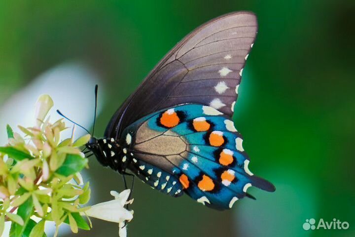 Салют из Живых Тропических Бабочек с/б-53