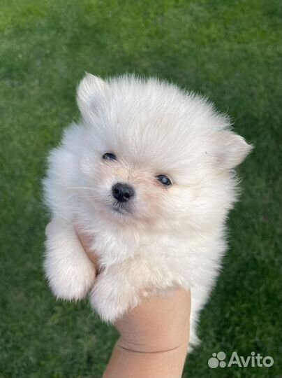 Щенки шпица с документами РКФ