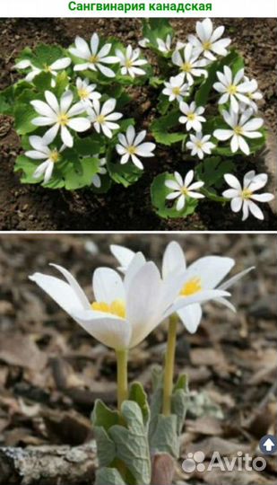 Сангвинария,барвинки,вербейники,арабис