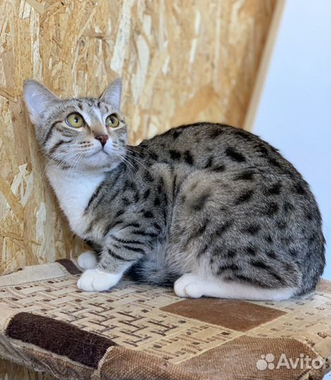 Кошки бесплатно